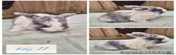 Mini Lop rabbits for sale: Ready to be reserved - Advert 11