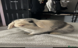 Dwarf Lop rabbits for sale: Male Harlequin Dwarf Rabbit  - Image 1