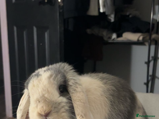 Dwarf Lop rabbits - Advert 1