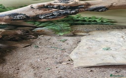 Bearded Dragon reptiles for sale: 2 year old female bearded dragon and full set up - Image 4