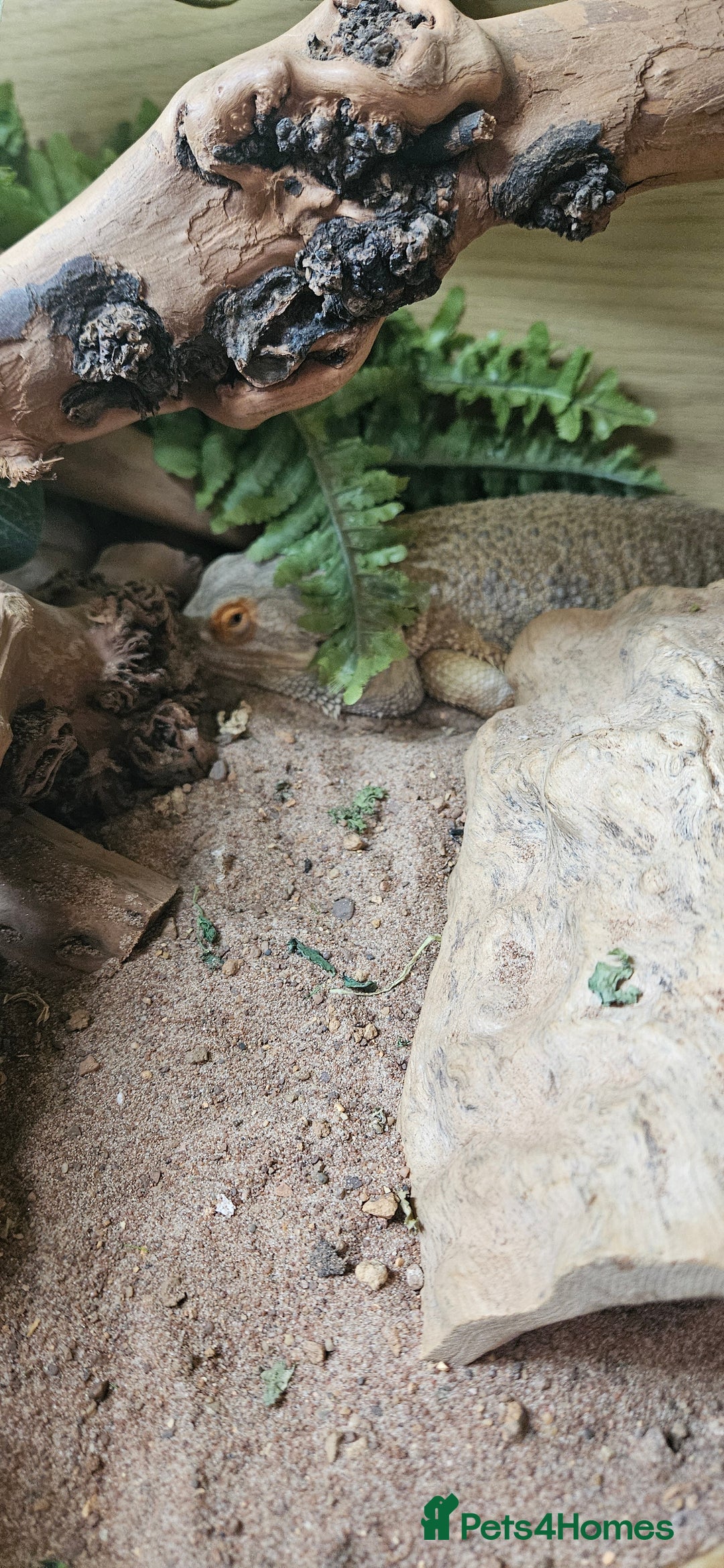 Bearded Dragon reptiles for sale: 2 year old female bearded dragon and full set up - Image 4