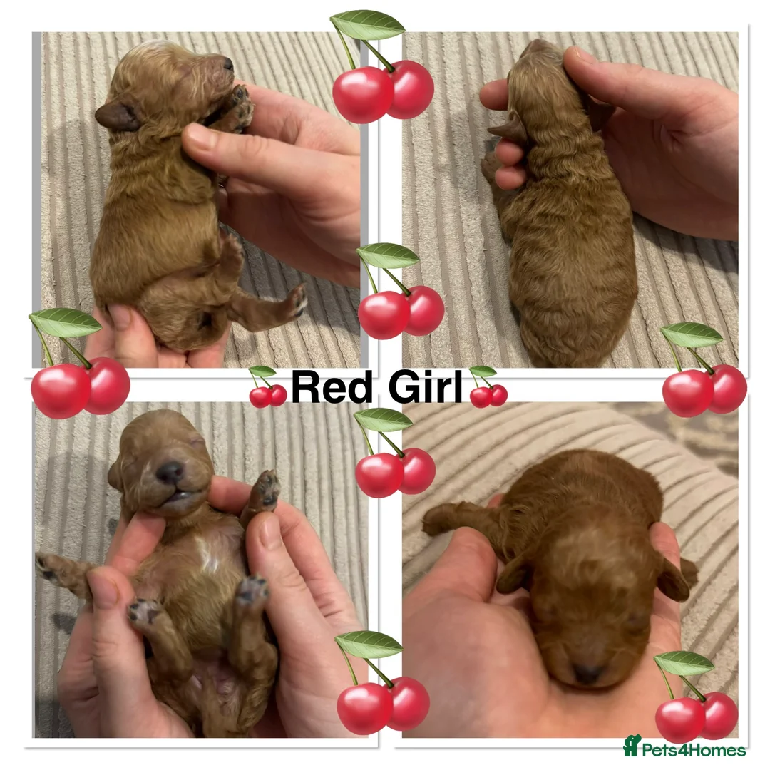 Miniature Poodle dogs for sale: 🐶Miniature/Toy poodle puppies🐶 - Advert 6