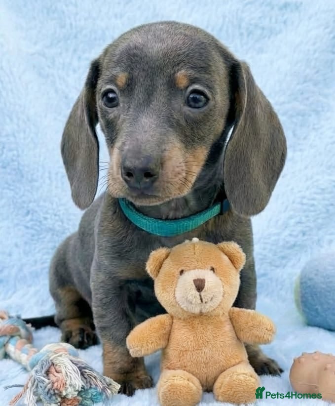 Miniature Dachshund dogs Beautiful Dachshund Puppies  - Advert 15