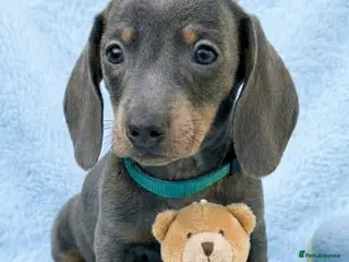 Miniature Dachshund dogs Beautiful Dachshund Puppies - Advert 15