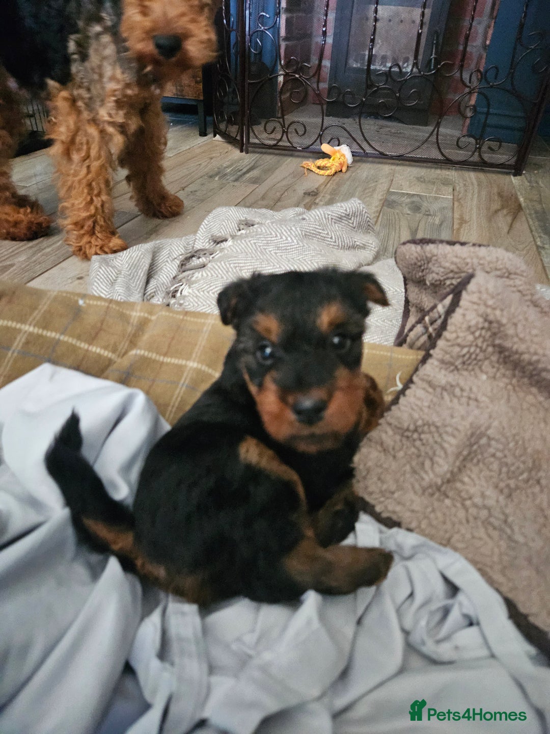 Welsh Terrier dogs for sale: Looking for the PERFECT home  - Advert 5