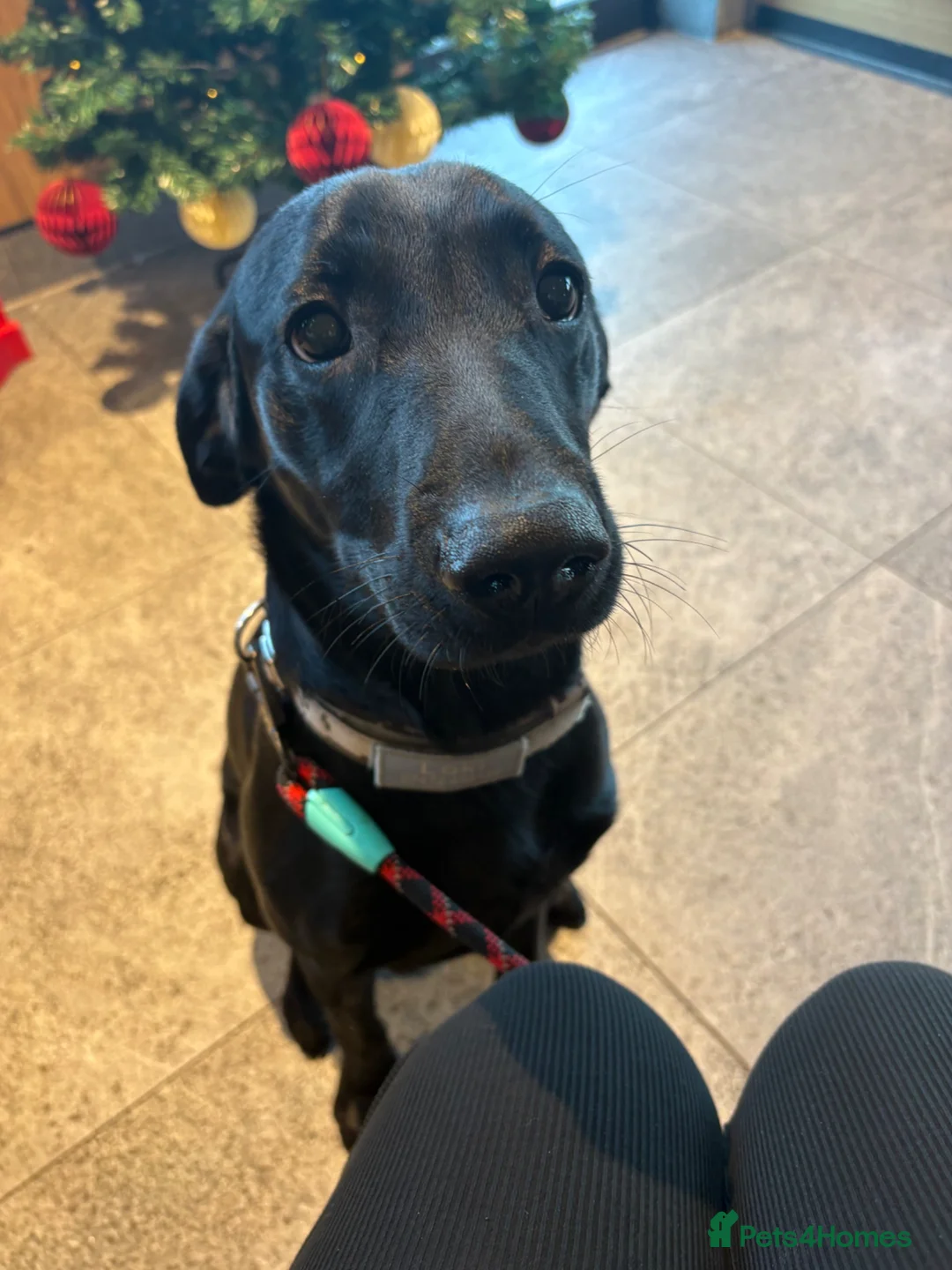 Labrador Retriever dogs for sale: 1 year old Labrador - Advert 1