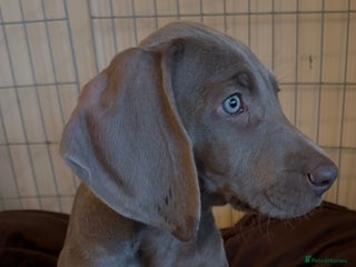 Weimaraner dogs - Advert 5