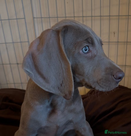 Weimaraner dogs - Advert 1