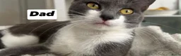 Ragdoll cats for sale: Ragdoll crossed short hair kittens - Advert 11