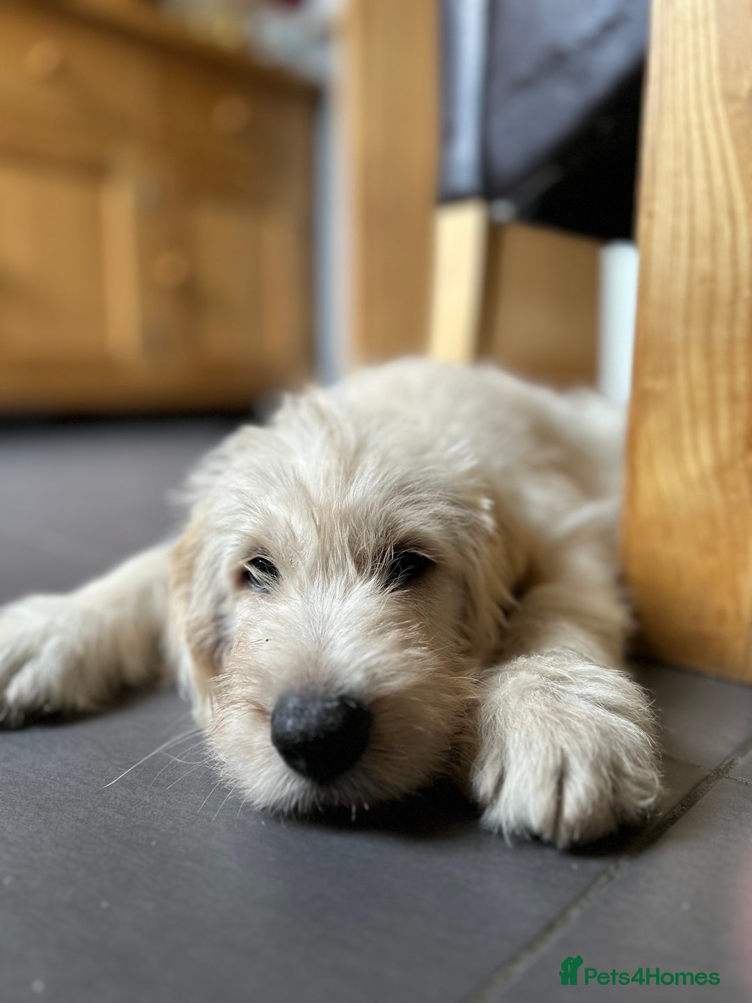 Labradoodle dogs for sale: Gorgeous labradoodle puppy  - Image 6