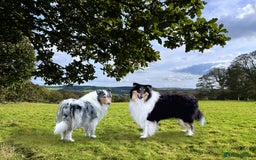 Rough Collie dogs for sale: PUPPY MASSIVE REDUCTION-TRI/COL boy 10w DNA-CLEAR  - Image 5