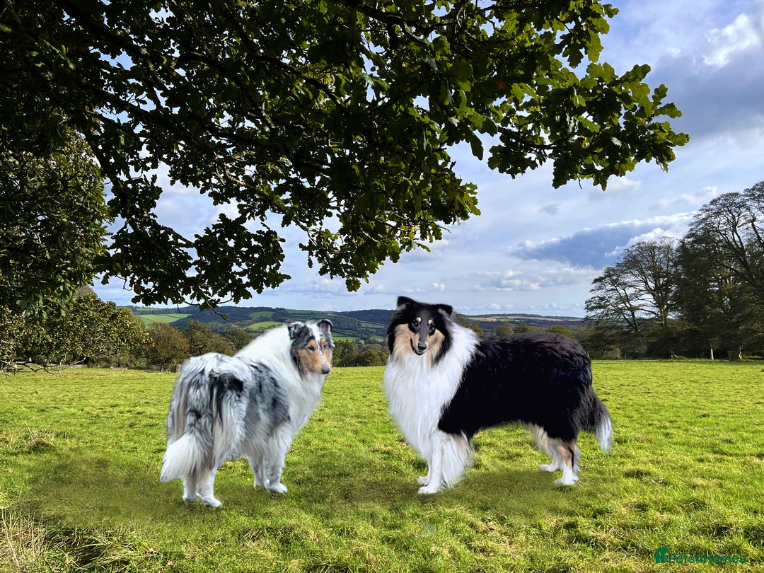 Rough Collie dogs for sale: PUPPY MASSIVE REDUCTION-TRI/COL boy 10w DNA-CLEAR  - Image 5