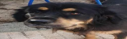 Mixed Breed dogs for adoption: Zimba ❤️Looking for Her Perfect Kingdom 👑🐾 - Advert 1