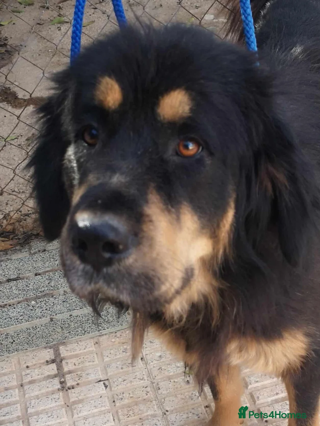 Mixed Breed dogs for adoption: Zimba ❤️Looking for Her Perfect Kingdom 👑🐾 - Advert 1