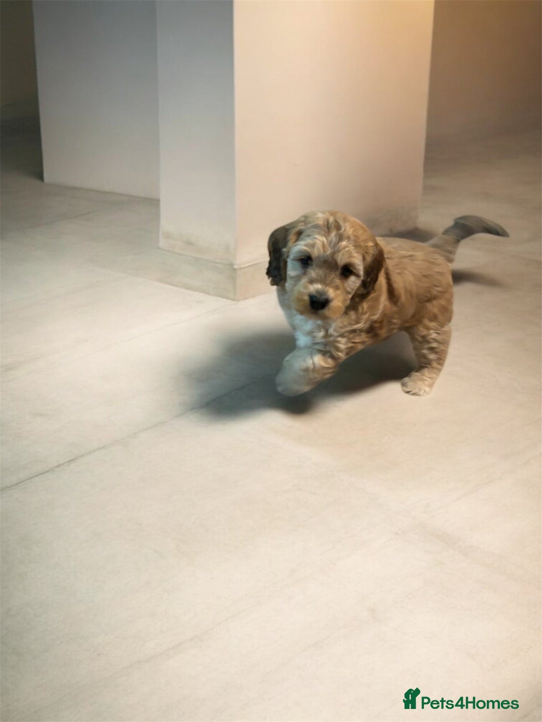 Cockapoo dogs for sale: 🌼 a beautiful litter of 6 cockerpoos/poodles - Advert 12