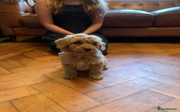 Cockapoo dogs for sale: Cute as Buttons! Cockapoo Puppies for Sale - Advert 5