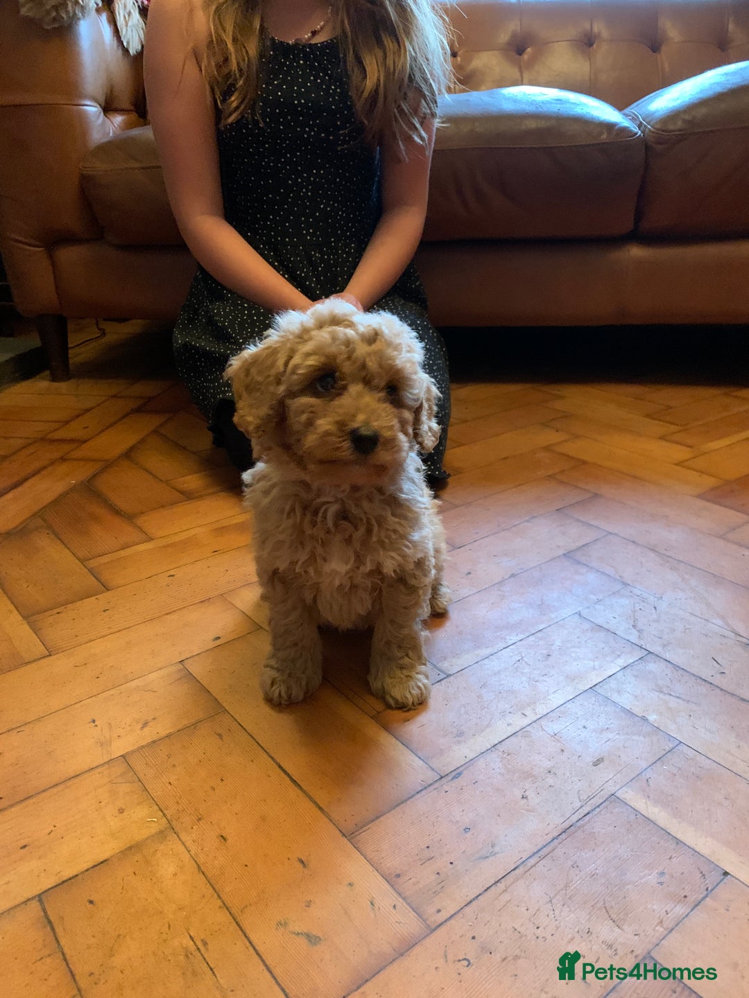 Cockapoo dogs for sale: Cute as Buttons! Cockapoo Puppies for Sale - Advert 5