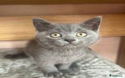 British Shorthair cats for sale: 5 British Shorthair kittens for sale - Image 24