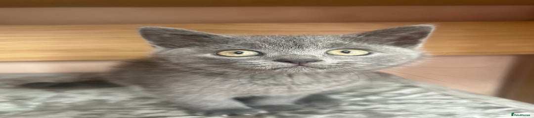 British Shorthair Kitten 1