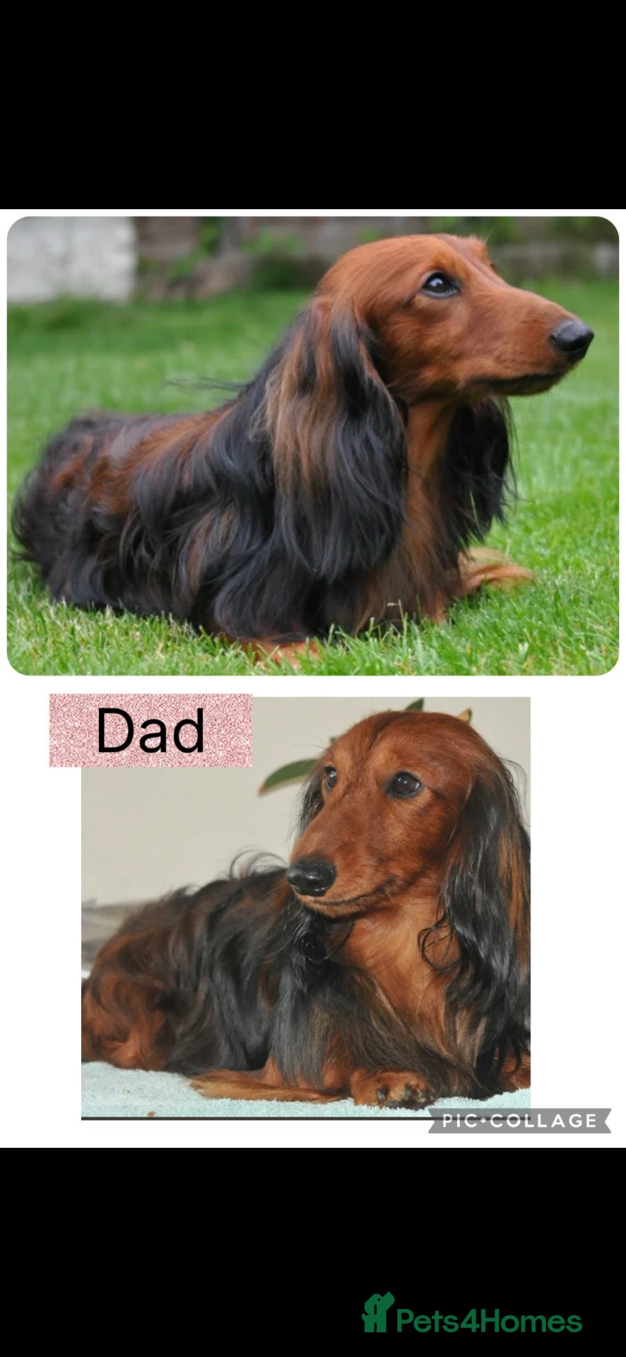 Dachshund dogs 🐾 Beautiful  Miniature Dachshund Puppies 🐾 - Advert 2
