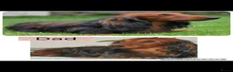 Dachshund dogs for sale: 🐾 Beautiful  Miniature Dachshund Puppies 🐾 - Advert 2