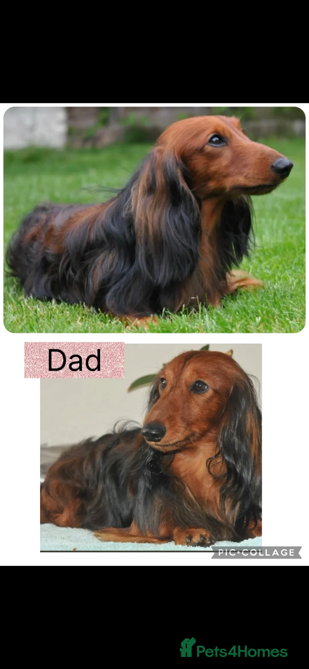 Dachshund dogs for sale: 🐾 Beautiful  Miniature Dachshund Puppies 🐾 - Advert 2