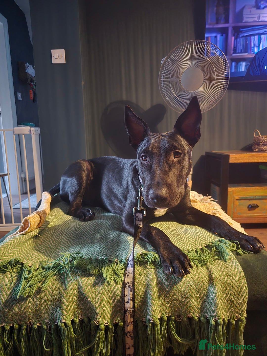 English Bull Terrier dogs for sale: English bull terrier WORKING LINES - Image 1
