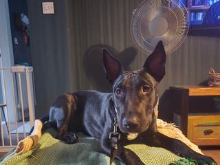 English Bull Terrier dogs English bull terrier WORKING LINES - Advert 1