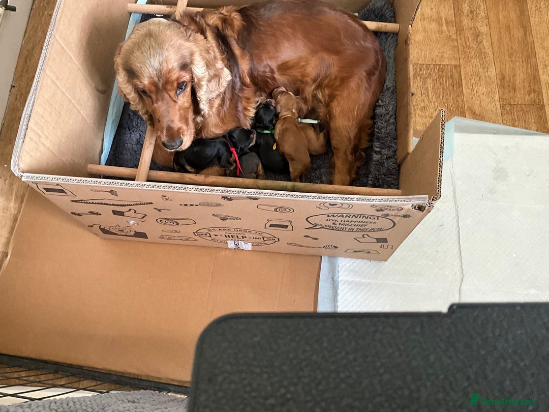 Cocker Spaniel dogs for sale: Sandy - Image 1