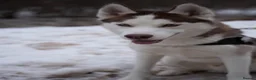 Siberian Husky dogs for stud: Imported Blue Eyed, Red & White Husky Stud in Treorchy - Advert 5