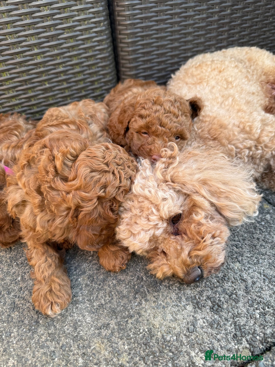 Cavapoochon dogs for sale: Gorgeous F1B Cavapoochon’s Fox Red available now. - Image 30