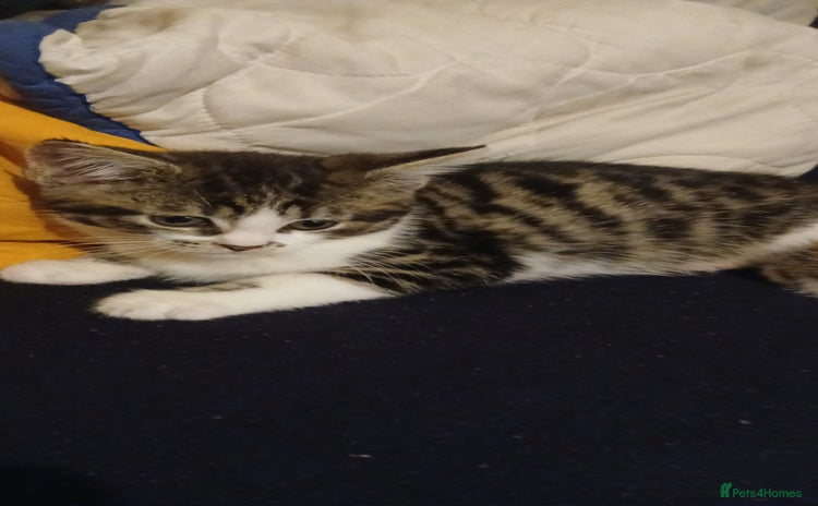 Bengal cats - Advert 8