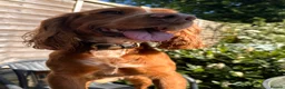 Cocker Spaniel dogs for stud: Working Cocker Spaniel Stud (proven) - Advert 5
