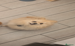 Pomeranian dogs for sale: Beautiful pure Pomeranians tiny babys - Advert 18