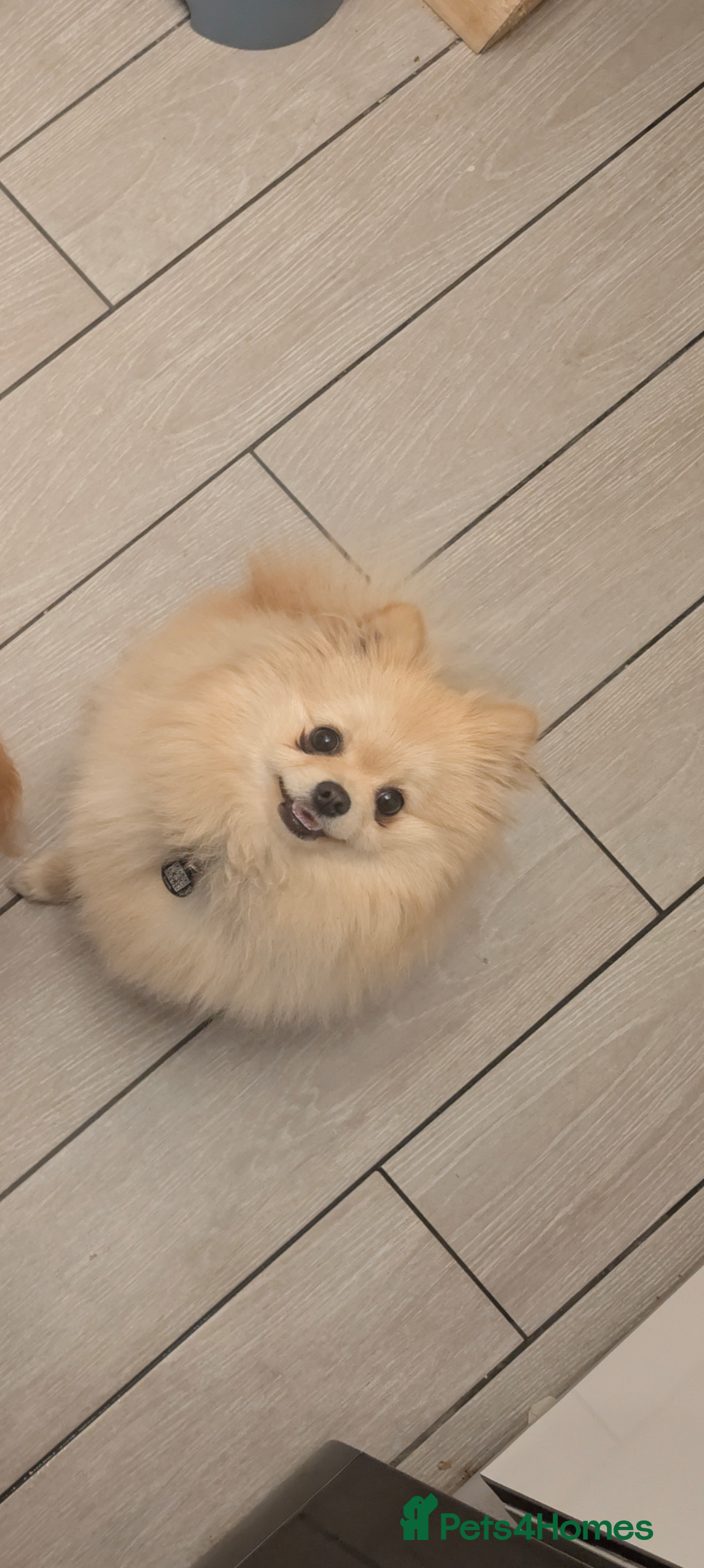 Pomeranian dogs for sale: Beautiful pure Pomeranians tiny babys - Advert 18