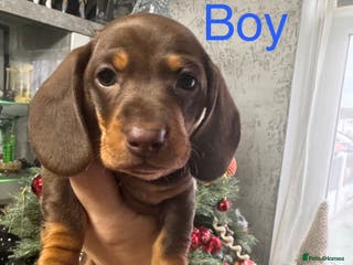 Miniature Dachshund dogs 3 KC registered miniature dachshund pupps - Advert 18