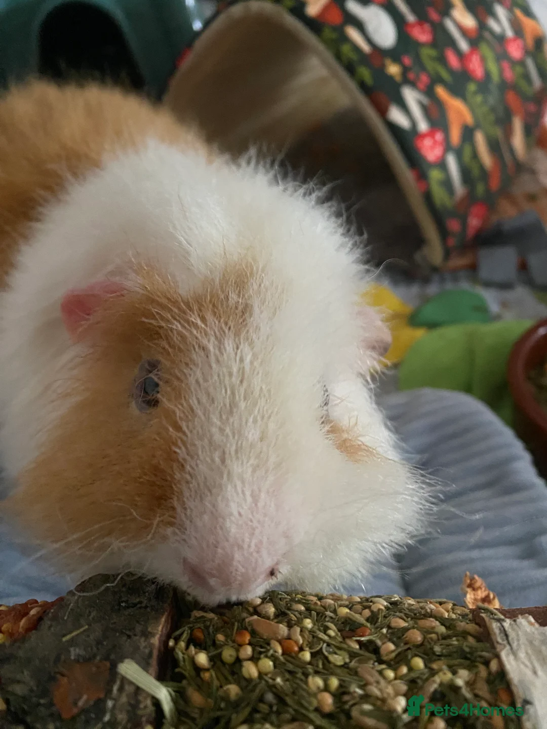 Guinea Pig rodents for sale: 2 male Guinea Pigs £60 - Advert 6