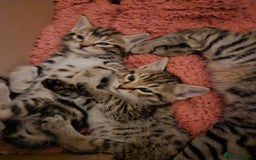 Domestic Shorthair cats for sale: Bengal cross kittens longhaired and shorthaired - Image 2