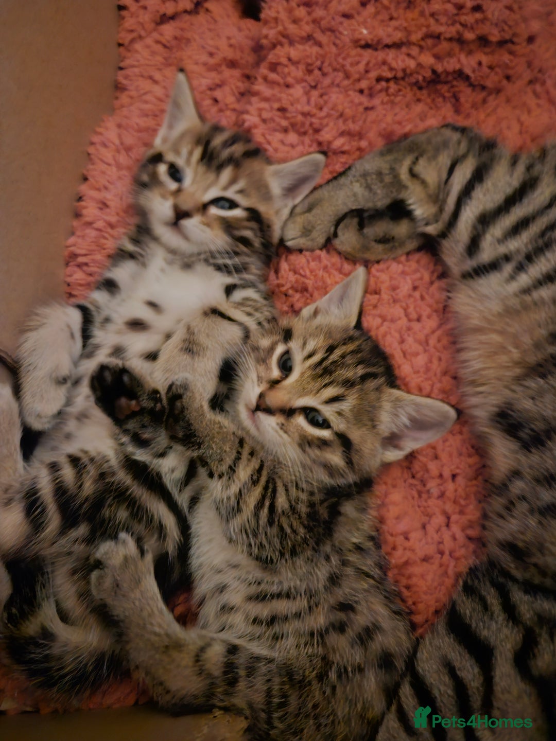 Domestic Shorthair cats for sale: Bengal cross kittens longhaired and shorthaired - Image 2