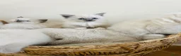 Ragdoll cats for sale: Ragdoll kittens - Advert 10