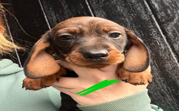 Dachshund dogs FULLY health tested KC wirehair dachshund (Teckel) - Advert 1