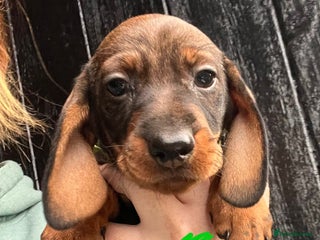 Dachshund dogs FULLY health tested KC wirehair dachshund (Teckel) - Advert 6