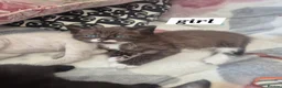 Snowshoe cats for sale: Beautiful snowshoe mixed Norwegian forest  - Advert 12