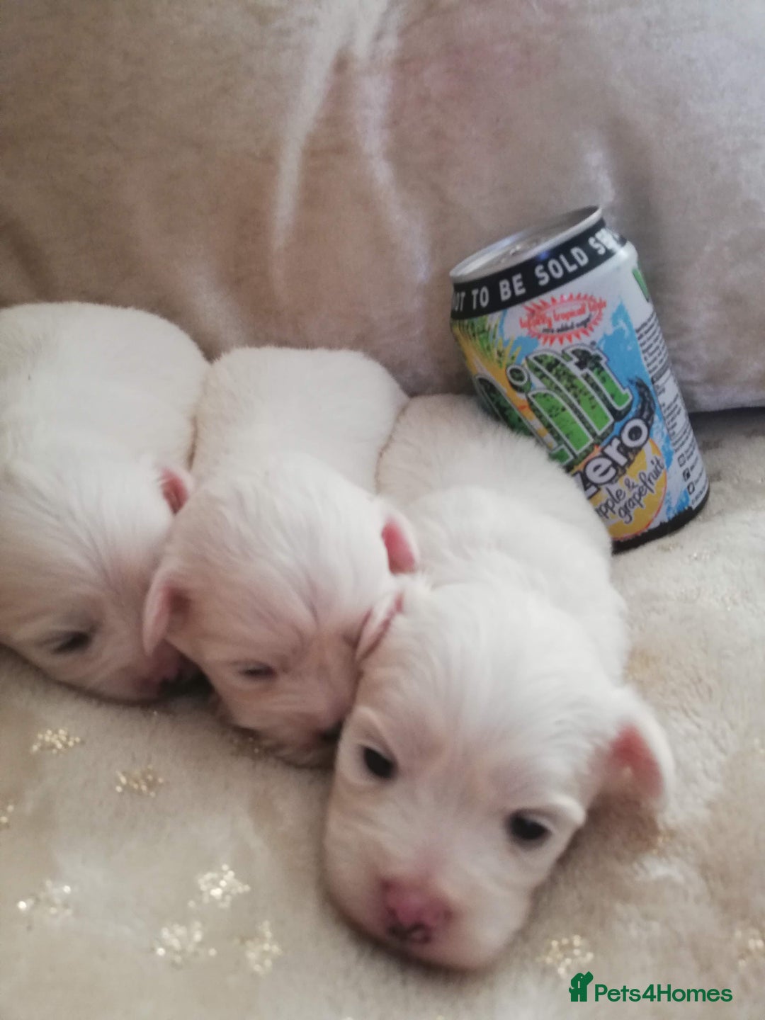 Maltipoo dogs for sale: Maltipoo puppies looking new families 🤍 - Advert 10