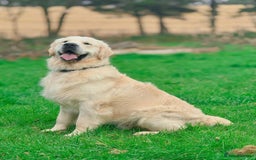 Golden Retriever dogs for sale: Outstanding Golden Retriever Puppies - Image 4