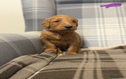 Labradoodle dogs for sale: 6 beautiful labradoodles - Advert 8