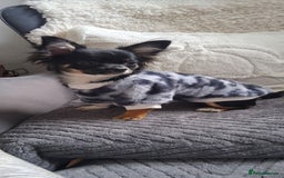 Chihuahua dogs for sale: Stunning Babies looking for their forever 5* homes - Image 20