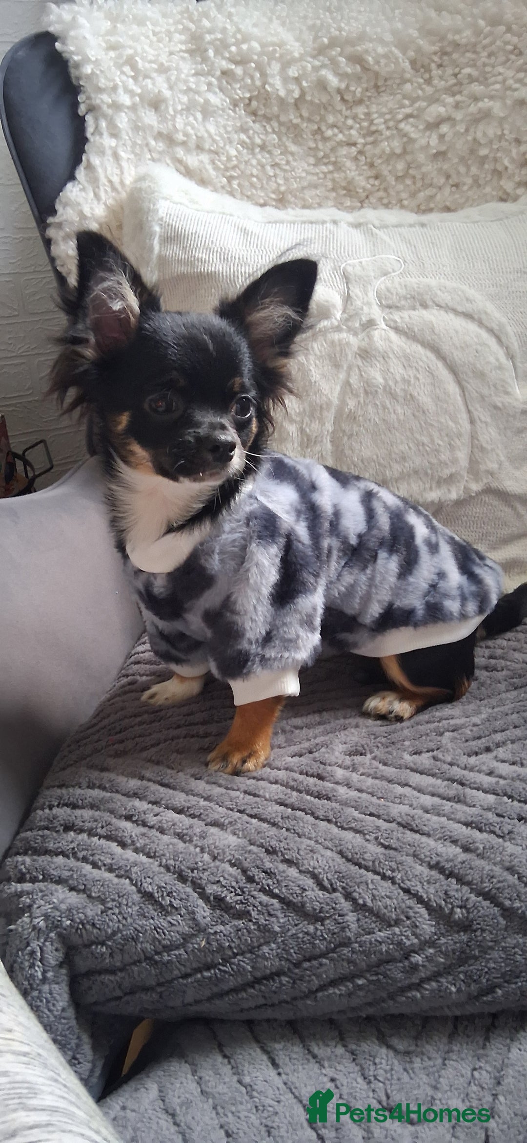 Chihuahua dogs for sale: Stunning Babies looking for their forever 5* homes - Image 20