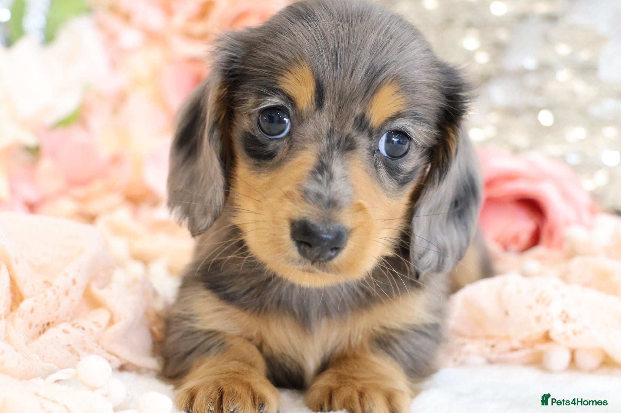 Miniature Dachshund dogs Miniature Dachshund Puppies - Advert 1