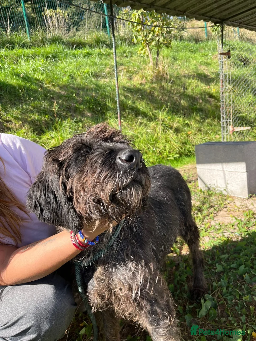 German Wirehaired Pointer dogs for adoption: German Wirehaired Pointer Orla  - Advert 8